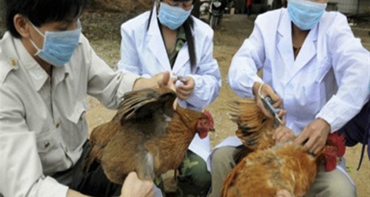 كيفية التعرف على أعراض مرض أنفلونزا الطيور وطرق الوقاية منه