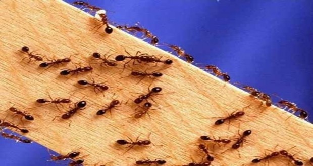 كيف تتخلصى من النمل فى بيتك