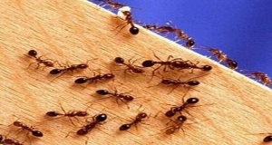 عقوبة الكذب عند النمل القتل !!